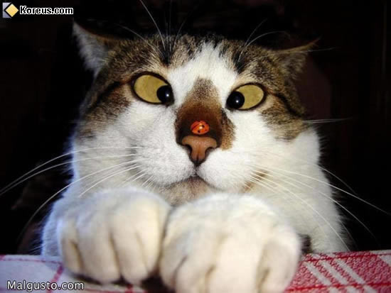 Chat qui louche !